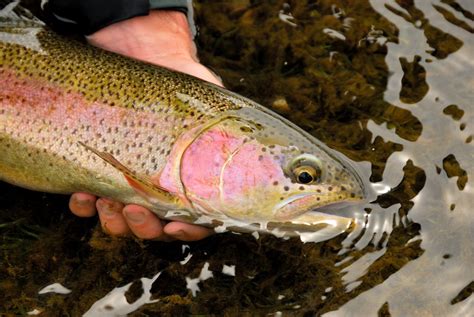 Difference Between Steelhead Rainbow Trout Each Fish Explained