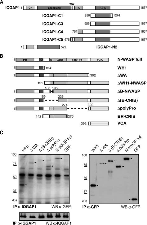 IQGAP1 Associates With N WASP In Vivo A Diagram Of IQGAP1 Constructs