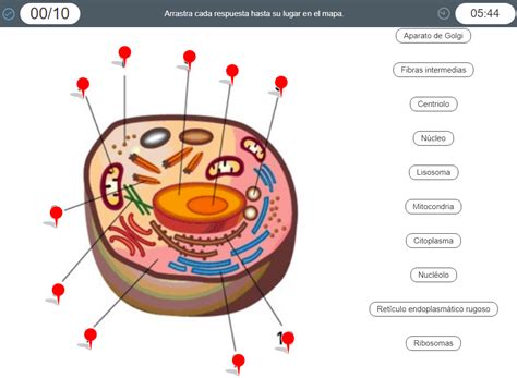 Las Células Y Sus Partes Didactalia Material Educativo