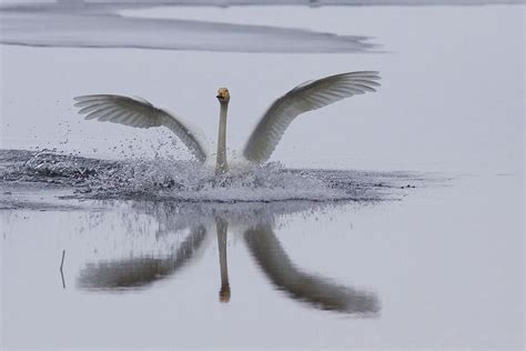 Mute swan Free Photo Download | FreeImages