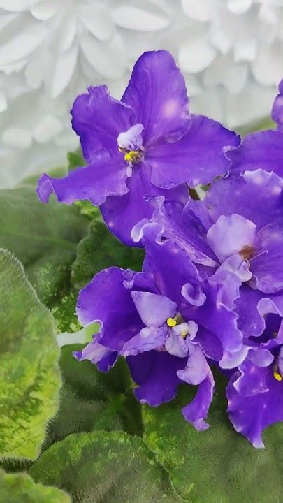 Фиалка ПТ-Гензель #flowers - YouTube