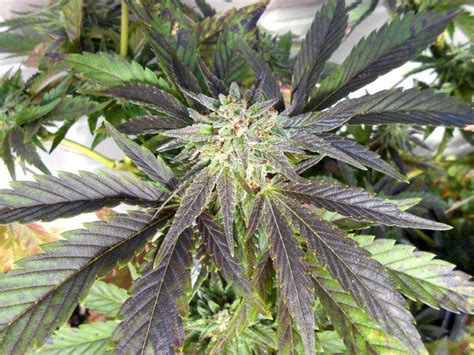 How Do I Make My Cannabis Purple Grow Weed Easy