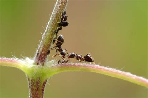 Ants in Plants: Everything You Need to Know - Deal With Pests