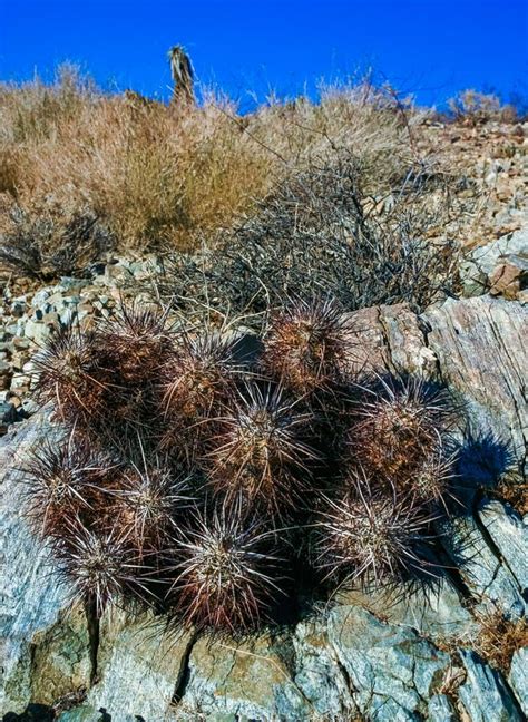 Strawberry Hedgehog Cactus Echinocereus Engelmannii A Group Of