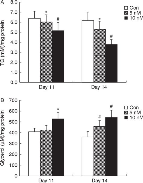 Figure 4 From The Effect Of Myostatin On Proliferation And Lipid