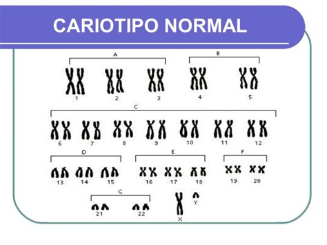 Biologia Contemporanea El Cariotipo Normal