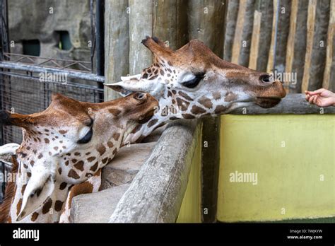 Cute Giraffe face at the Zoo, Philippines Stock Photo - Alamy