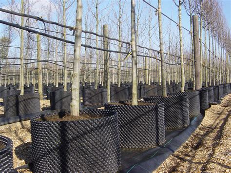 Air-pot container grown trees, hedging and topiary