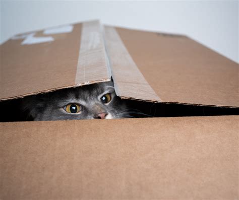 Why Do Cats Love Boxes So Much Redpaw