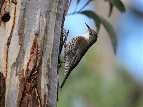 White Throated Treecreeper From Currency Creek Sa Australia On