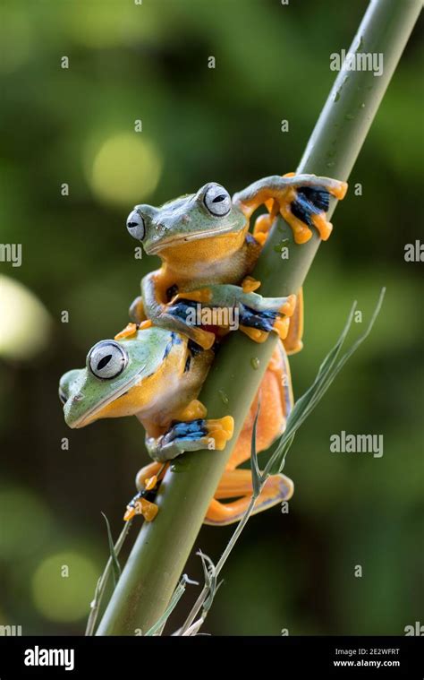 Green Flying Frogs Hi Res Stock Photography And Images Alamy