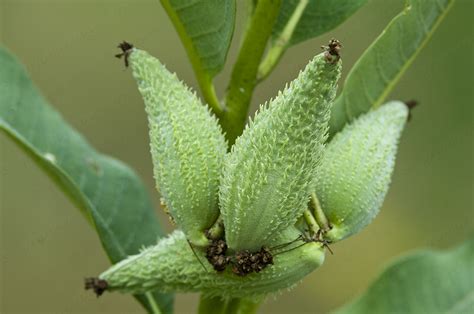 How To Plant Milkweed Seed Pods