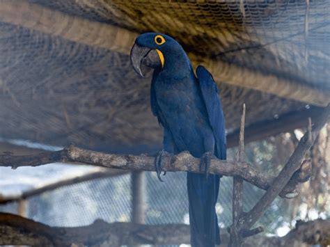 SEMA Recebeu Mais De 350 Animais Para Tratamento E Soltura Em Mato