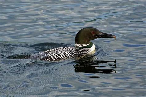 10 Types of Birds That Swim Underwater (With Pictures) - Bird Feeder Hub