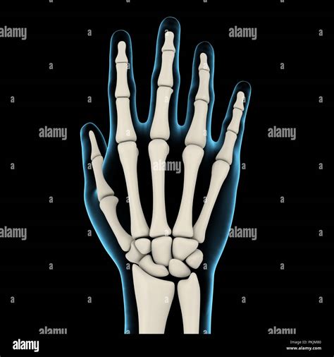 Human Hand Anatomy Illustration Stock Photo Alamy