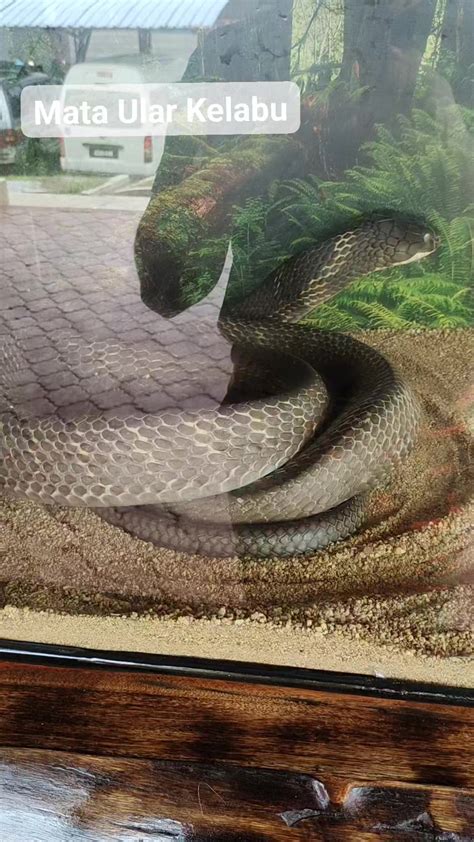 Mata Ular Warna Kelabu Tanda Nak Bersalin Kulit Venomoussnakes Snake