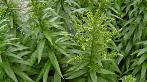 The Goldenrod Plant