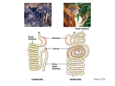 Ppt Digestion And Nutrition Powerpoint Presentation Free Download Id149989