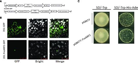 Subcellular Localization And Transcriptional Activity Of Fvearf2 A Download Scientific