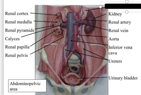 Urinary System Flashcards Quizlet