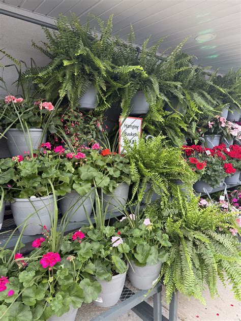 Walnut - End of Season Plant Clearance! Hanging basket $10! Bedding
