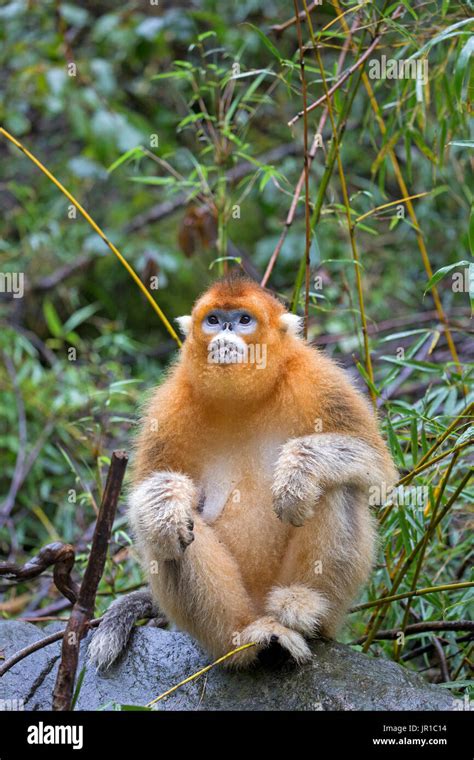 Golden Snub Nosed Monkey Rhinopithecus Roxellana Qinling Mountains