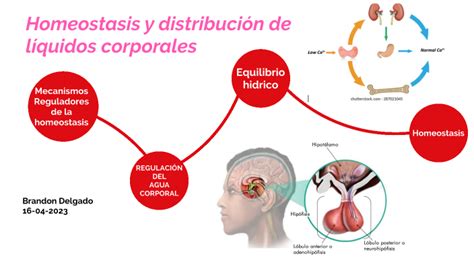 Homeostasis y distribución de líquidos corporales by Brandon Delgado on