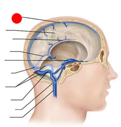 Snc Anatomie Vasculaire Flashcards Quizlet