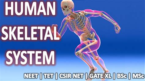 HUMAN SKELETAL SYSTEM YouTube