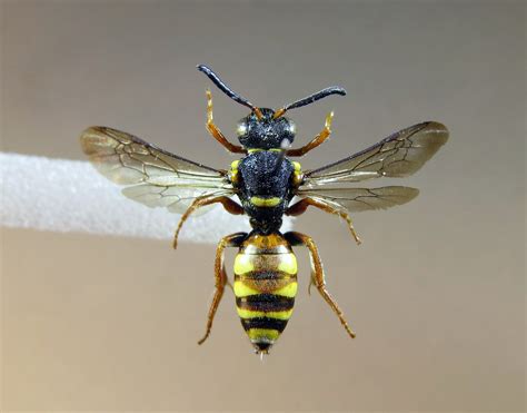 Nomada Rufipes Pinned Female Red Marked Form Sherwood Flickr