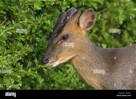 Muntjac Deer Uk Hi Res Stock Photography And Images Alamy