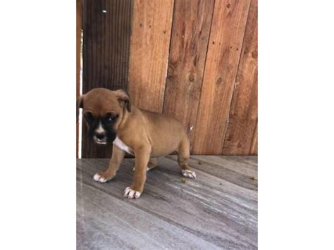 Purebred boxer puppies Alamogordo - Puppies for Sale Near Me