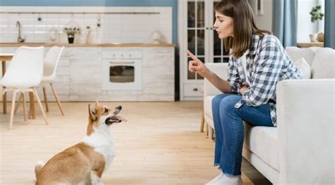 Dem Hund Bleib Beibringen In Schritten Zum Erfolg Hundeschule