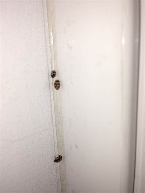 8 Pics Carpet Beetles In Kitchen Cabinets And View Alqu Blog