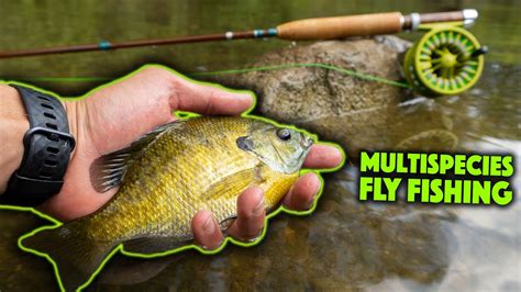 Catching Creek Panfish On A Custom Fly Rod Youtube