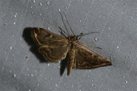 Beet Webworm Moth From Beach Road M Tis Sur Mer Qc Canada On