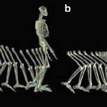 1 Comparative features of bipedal locomotion in human and non-human... | Download Scientific Diagram