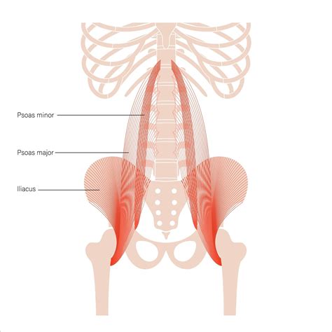 Psoas Muscle Pain & Tightness | FootActive