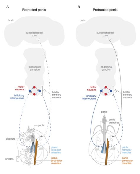 Neural Wiring The Circuitry Of Sex Elife