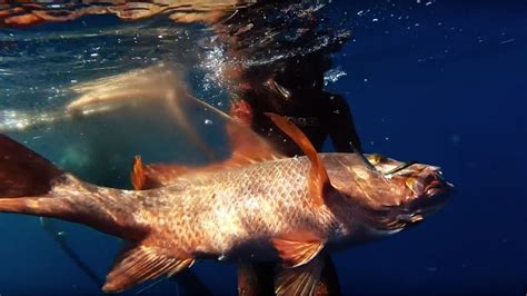 10kg Mangrove Jack Spearfishing On The Great Barrier Reef Youtube