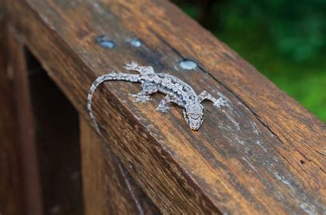 Apa Ekor Cicak Bisa Tumbuh Kembali Adjar