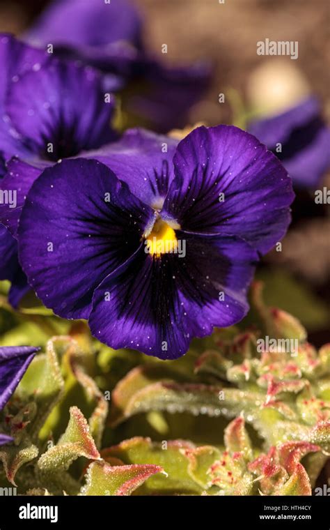 Colorful Pansy Flower Known As Viola Tricolor Var Hortensis Blooms In