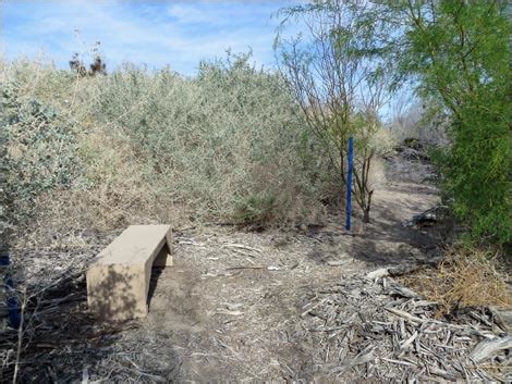 Birding Around Las Vegas Shoshone Blue Birding Trail