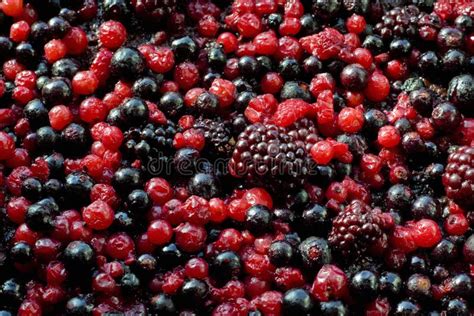 Forest Fruits Stock Photo Image Of Cookery Bramble Frozen