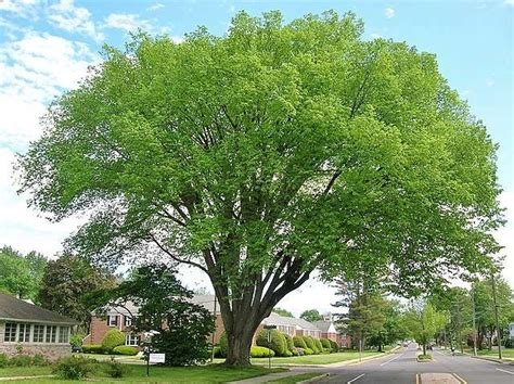 Elm Trees Ulmus All The Facts You Need To Know Tree Secrets