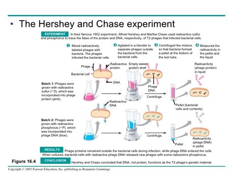 Hershey and Chase (1952) - MOLECULAR BIOLOGY AND pROTEIN sTRUCTURE