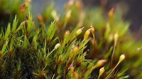 Sharp Leaved Blindia Bryophyta Mosses Of Vancouver Island Inaturalist