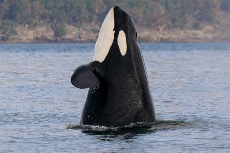 World’s oldest known killer whale has died