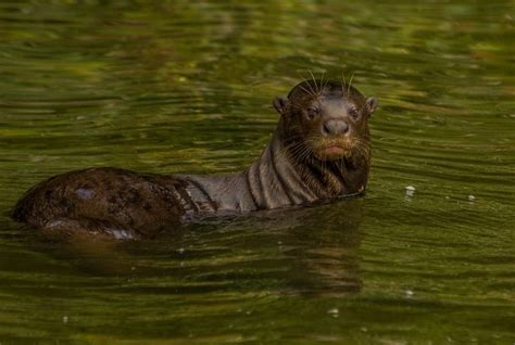 Amazon Rainforest Giant River Otter