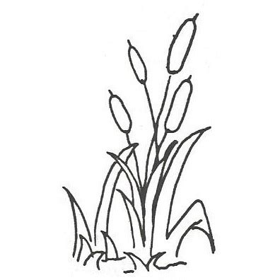 Cattails Drawing at GetDrawings | Free download